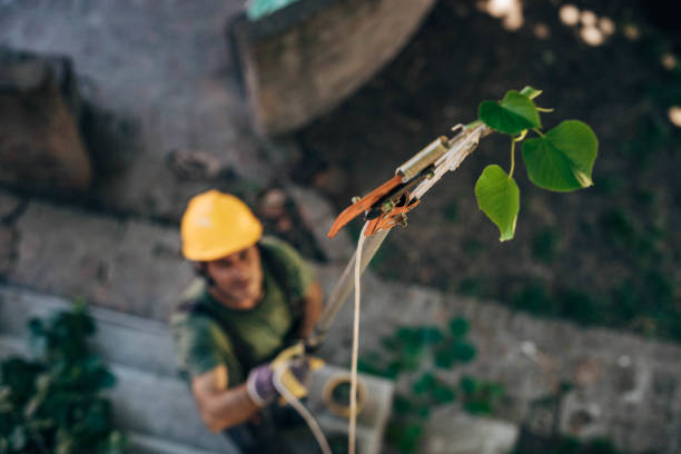 Trusted Magnolia, MS Tree Services Experts